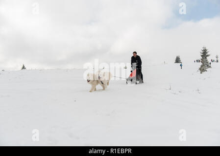 BELIS, Rumänien - 17. FEBRUAR 2018: die Musher Racing auf einer öffentlichen Hundeschlittenrennen zeigen mit samojeden Hunde in den transsylvanischen Bergen Stockfoto