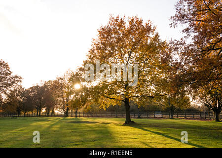 Eichen im Herbst Licht, England, Großbritannien Stockfoto