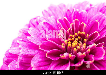 Lila chrysantheme Blume Makro isoliert auf weißem Stockfoto