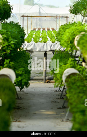 Organische vertikale Landwirtschaft Stockfoto