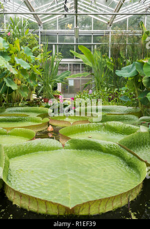 Riesige runde schwimmende Blätter der Seerosen in den Gewächshäusern des Botanischen Gartens in Bristol. Stockfoto