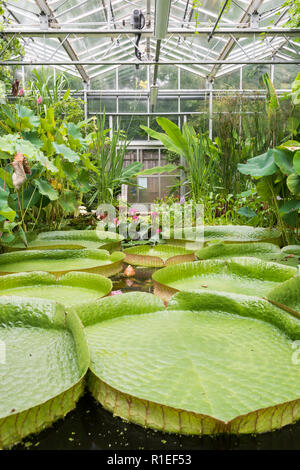 Riesige runde schwimmende Blätter der Seerosen in den Gewächshäusern des Botanischen Gartens in Bristol. Stockfoto