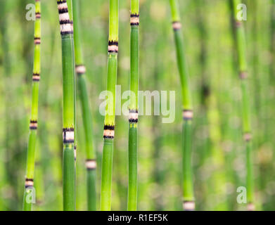Bambus wächst in einem Garten Stockfoto