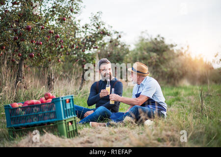 Ein älterer Mann mit erwachsenen Sohn Flaschen Holding mit Apfelwein in Apple Orchard im Herbst. Stockfoto