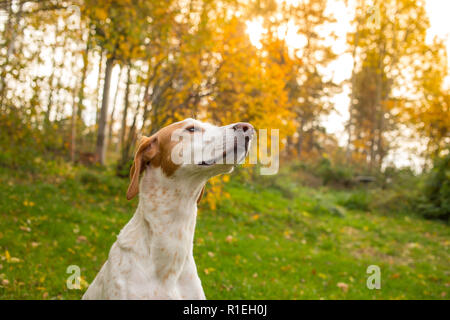 Ein Porträt von einem Hund draußen sitzen und riecht die Luft. Stockfoto