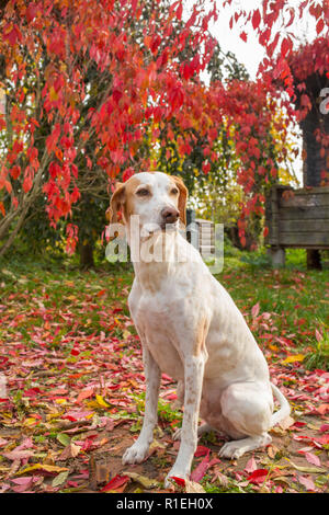 Ein Zeiger Hund draußen sitzen unter Rote Blätter an einem kalten Herbst am Nachmittag Stockfoto