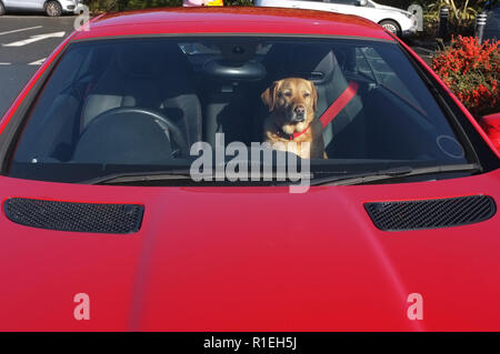 Ein Labrador Hund in ein rotes Auto an einem sonnigen Tag. Stockfoto