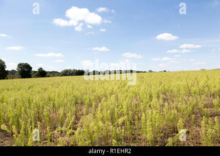 Cumulus Wolken im blauen Himmel Sommer Landschaft im Hinterland, Martlesham, Suffolk, England, Großbritannien Stockfoto