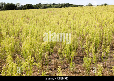 Kanadische Berufskraut, Conyza canadensis, in Landschaft Feld Martlesham, Suffolk, England, Großbritannien Stockfoto