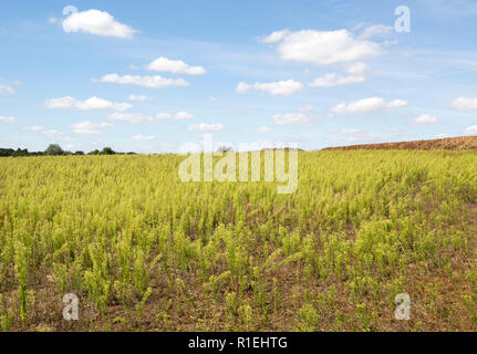 Cumulus Wolken kanadische Berufskraut wächst in Landschaft Feld Martlesham, Suffolk, England, Großbritannien Stockfoto