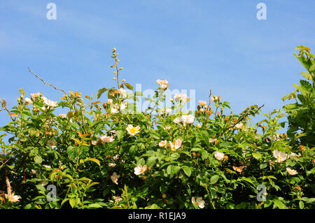 Hund Rosen, Rosa Canina, blühen in einem englischen Hecke. Stockfoto