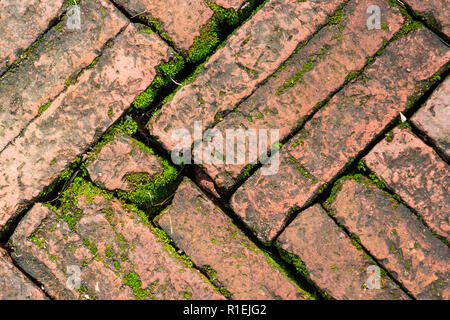 Helle grüne Moos auf Ziegelstein Oberfläche alte rote Block Pflaster über einen Bürgersteig. Stockfoto