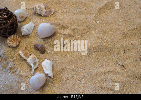 Verschiedene Muscheln im Sand Stockfoto