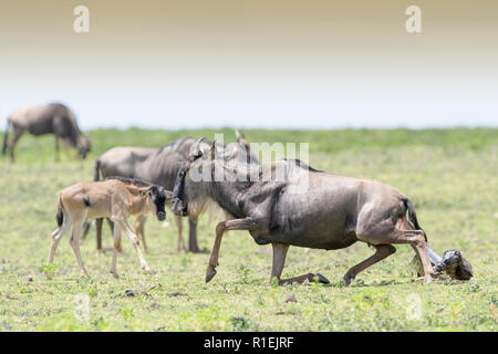 Streifengnu (connochaetes Taurinus) standin bis nach der Geburt zu einem Kalb, Ngorongoro Conservation Area, Tansania. Stockfoto