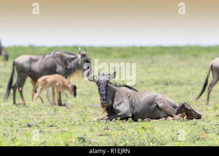 Streifengnu (connochaetes Taurinus) Geburt ein Kalb auf die Savanne in der Herde, Ngorongoro Conservation Area, Tansania. Stockfoto