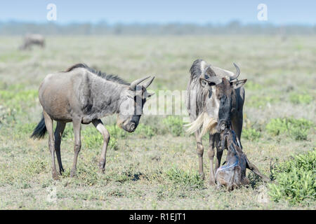 Streifengnu (connochaetes Taurinus) Mutter mit einem neugeborenen Baby und Familie suchen, Ngorongoro Conservation Area, Tansania. Stockfoto