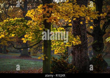 Herbst morgen im Clara Zetkin Park Leipzig | Herbstmorgen im Clara-Zetkin-Park Leipzig, Deutschland Stockfoto