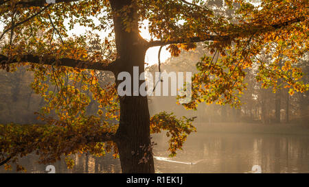 Herbst morgen im Clara Zetkin Park Leipzig | Herbstmorgen im Clara-Zetkin-Park Leipzig, Deutschland Stockfoto