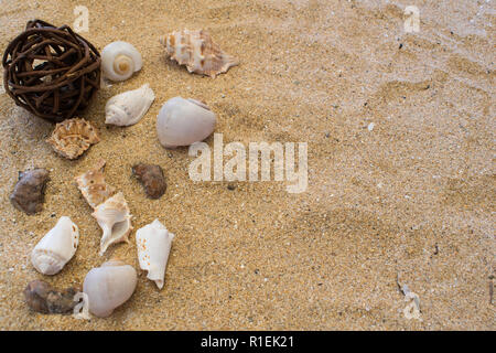 Verschiedene Muscheln im Sand Stockfoto