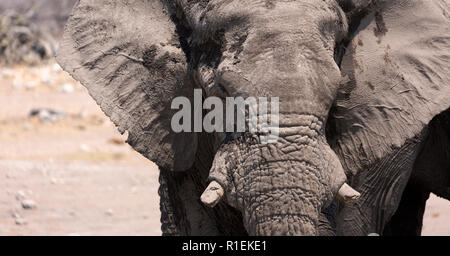 Afrikanischer Elefant - ein erwachsener Mann, Ansicht von vorne, Kopf, (Loxodonta Africana), Etosha National Park, Namibia, Afrika Stockfoto