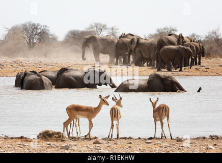 Afrika Wildlife - schwarz konfrontiert impala beobachten afrikanischen Elefanten in einem Wasserloch, Etosha National Park, Namibia, Afrika Stockfoto