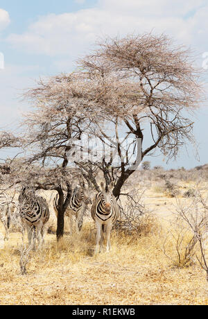 Namibia-Plains Zebra Zebra (Burchell's Zebra, Zebra, Equus quagga) Schutz vor der Sonne, Etosha National Park, Namibia, Afrika Stockfoto