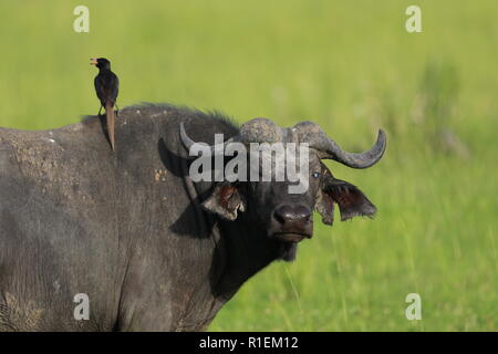 1 Eine einzige afrikanische Büffel, die Kamera mit einem piapiac auf seiner Rückseite Profil portrait Gras Murchison Falls Nationalpark, Uganda Afrika Stockfoto