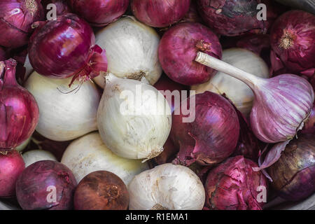 Ganze Lampen blaue und weiße Zwiebeln. Frische Zwiebel Zwiebeln Hintergrund. Gemüse für eine gesunde Ernährung. Zwiebeln sind reich an nützlichen Vitamine. Zwiebel schälen Stockfoto