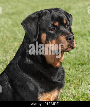 Nahaufnahme einer schönen weiblichen Rottweiler Kopf auf einem unscharfen Rasen Hintergrund Stockfoto