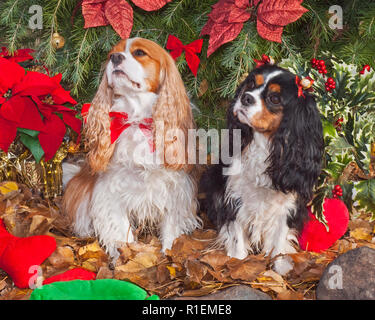 Zwei schöne Cavalier King Charles Spaniel unter einem Weihnachtsbaum mit Holly, Weihnachtssternen und Spielzeug gestellt Stockfoto