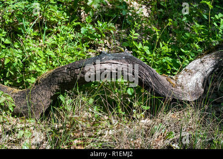 Einen umgestürzten Baum, der in einem wildfire auf den Tisch rock Plateau im südlichen Oregon gebrannt worden war Stockfoto
