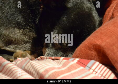 Lazy Jack Russell Hund schlafend auf dem Bett Stockfoto