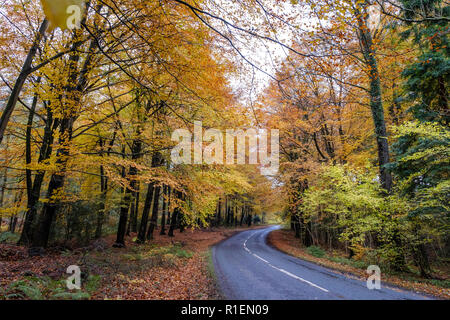 Weg, gesäumt von Herbst Bäume im Wald von Dean GLOUCESTERSHIRE mit Autos auf der Straße. Stockfoto