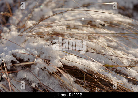 Gras unter Schnee nach Schnee Sturm Stockfoto