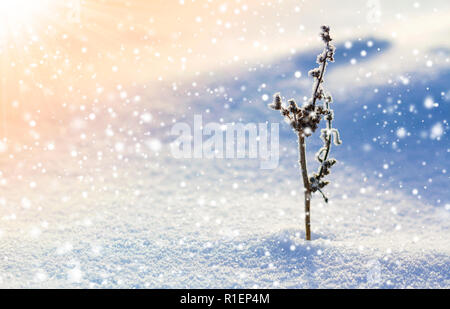 Schöne abstrakte Gegensatz Bild der trockenen wildflower Pflanze bedeckt mit Frost, die alleine stehen in kristallklarer weiß blau Schnee im leeren Feld auf hell Stockfoto