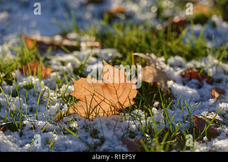 Gelb Blatt auf verschneiten Gras Stockfoto