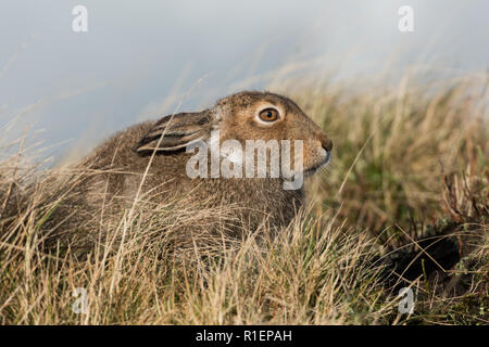 Schneehase im Sommer Fell, Peak District National Park, Großbritannien Stockfoto