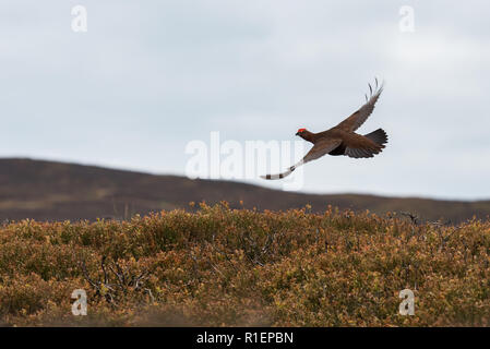 Moorschneehuhn (Lagopus lagopus scoticus) über Heideland im Peak District, England fliegen Stockfoto