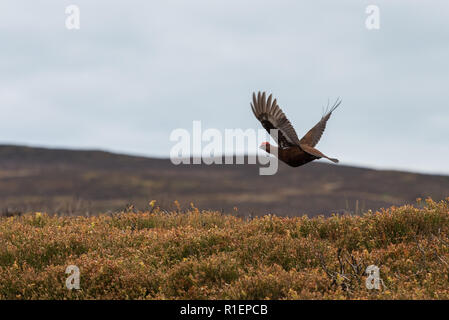 Moorschneehuhn (Lagopus lagopus scoticus) über Heideland im Peak District, England fliegen Stockfoto