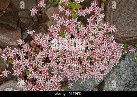 Englisch Fetthenne (Sedum anglicum) in Schottland Stockfoto