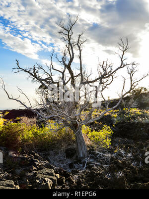 Verbrannt weißer einsamer Baum auf Hawaii - Big Island Lava Rock Stockfoto