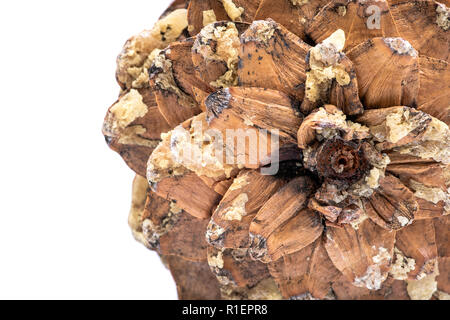 Makroaufnahme der Geben Sie sap von riesigen Sugar Pine Cone im pazifischen Nordwesten geerntet. Stockfoto
