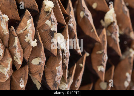 Makroaufnahme der Geben Sie sap von riesigen Sugar Pine Cone im pazifischen Nordwesten geerntet. Stockfoto