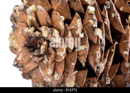 Makroaufnahme der Geben Sie sap von riesigen Sugar Pine Cone im pazifischen Nordwesten geerntet. Stockfoto