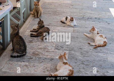 Straße Katzen warten auf etwas zu Essen auf dem Gehsteig in der Nähe ein Restaurant Stockfoto