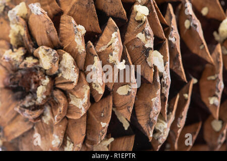 Makroaufnahme der Geben Sie sap von riesigen Sugar Pine Cone im pazifischen Nordwesten geerntet. Stockfoto