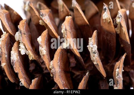 Makroaufnahme der Geben Sie sap von riesigen Sugar Pine Cone im pazifischen Nordwesten geerntet. Stockfoto