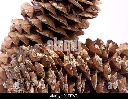 Makroaufnahme der Geben Sie sap von riesigen Sugar Pine Cone im pazifischen Nordwesten geerntet. Stockfoto