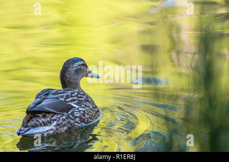 Stockente in der See von hinten mit etwas Gras in Schottland. closeup Schuß schwimmen Stockfoto