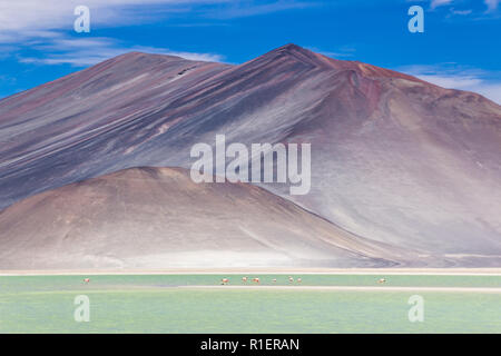 Der erstaunliche Alar de Piedras Rojas" (rote Steine Salzsee) in der Atacama-wüste in Chile in den Anden, eine erstaunliche und bunte Landschaft in Chile Stockfoto